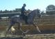 Espectacular caballo p.r.e