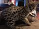 Exótico f1 sabana, serval gatitos y Bengala disponibles - Foto 1