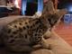 Exótico f1 sabana, serval gatitos y Bengala disponibles - Foto 2
