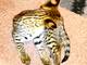 Exótico f1 sabana, serval gatitos y Bengala disponibles - Foto 3