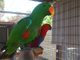 Huevos fértiles loros y los bebés eclectusa la venta: