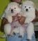 Impresionantes cachorros de chow chow pura raza