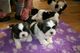 Impresionantes cachorros de shih tzu con exceelnte pedigree loe