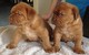 Los cachorros weston burdeos