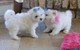 Maltese Puppies masculinos y femeninos para la adopción - Foto 1