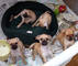 Pinscher miniatura cachorros con pedigri preciosos !