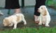 Preciosos cachorros de braco de weimar - Foto 1