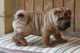 Preciosos cachorros de shar pei