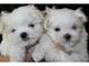 Regalo bichon maltes miniaturas‏ - Foto 1