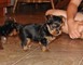 Yorkie cachorros hermosos en Venta - Foto 1