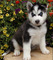 CACHORROS SANO Husky siberiano PARA ADOPCIÓN - Foto 1