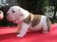 Espectacular cachorros de bulldog ingles