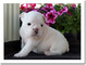 Preciosos cachorros de bulldog inglés - Foto 1