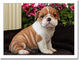 Preciosos cachorros de bulldog inglés - Foto 2