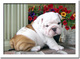 Preciosos cachorros de bulldog inglés - Foto 3