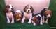 Regalo beagles preciosa camada con pedigri