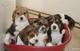 Regalo cachorros beagle - Foto 1