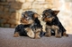 Regalo Cachorros de Yorkshire Terrier - Foto 1