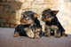 Regalo cachorros de yorkshire terrier