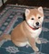 Shiba Inu cachorros para la venta bajo precio - Foto 1