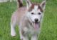 Adiciones dulces cachorros husky siberiano familia - Foto 1