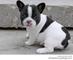 Bulldog Francés cachorros disponibles - Foto 1