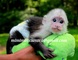 Capuchino, ardilla, araña y monos tití actualmente disponibles - Foto 1
