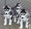 Excelentes ejemplares cachorros husky siberiano