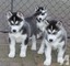 Excelentes ejemplares cachorros husky siberiano - Foto 1