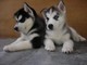 Los cachorros siberian husky