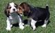 Macho y hembra beagle cachorros listo para nuevo - Foto 1