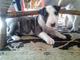 Miniatura BullTerrier Cachorros con Pedigree LOE - Foto 1