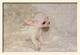Puppydiamond chihuahuas miniatura - Foto 1