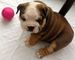 Regalo en Supergracioso ,bonitos y adorables Cachorros de Bulldog - Foto 1