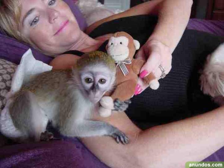 Masculino adorable y monos capuchinos femeninos en venta Ayna