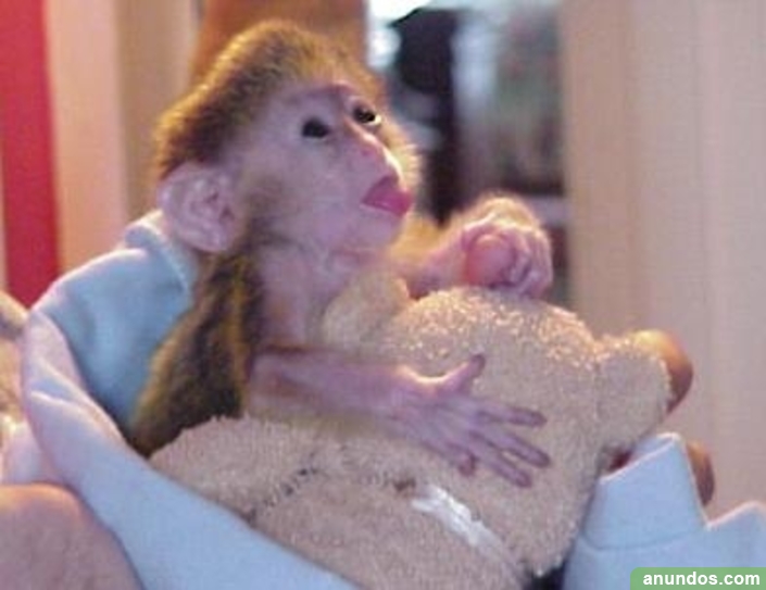 Monos lindo disponibles para la venta Abegondo