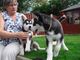 Cachorros husky siberiano para sus hogares