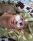 Clásico cervato macho AKC inglés Bulldog - Foto 1