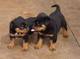 Dos increíbles rottweiler cachorros disponibles para adopción