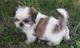 Dulce y atrevida bichón habanero shih tzu cachorros