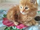 Hermosa maine coon kitten contacto