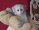 Monos capuchinos lindo disponibles para la venta