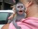 Monos inteligentes Hombres y Mujeres capuchinos para la venta - Foto 1