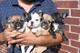 Oferta bulldog frances en adopcion (envío a toda españa)