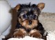 Preciosos cachorros de yorkshire terrier