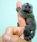 Regalo lindo monos titi adorables para adopcion - Foto 1