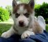 Siberian Husky Cachorros lindos para la adopción - Foto 1