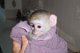 Tres monos capuchinos bebé en venta - Foto 1
