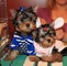 Yorkie cachorros - Foto 1