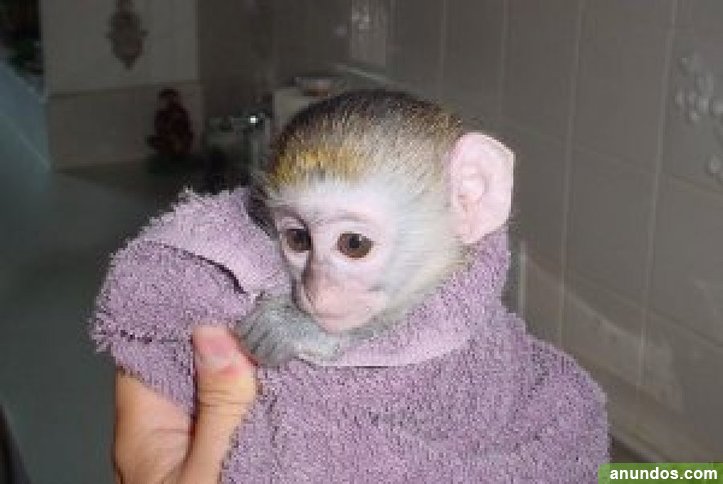 Tres monos capuchinos bebé en venta Ávila